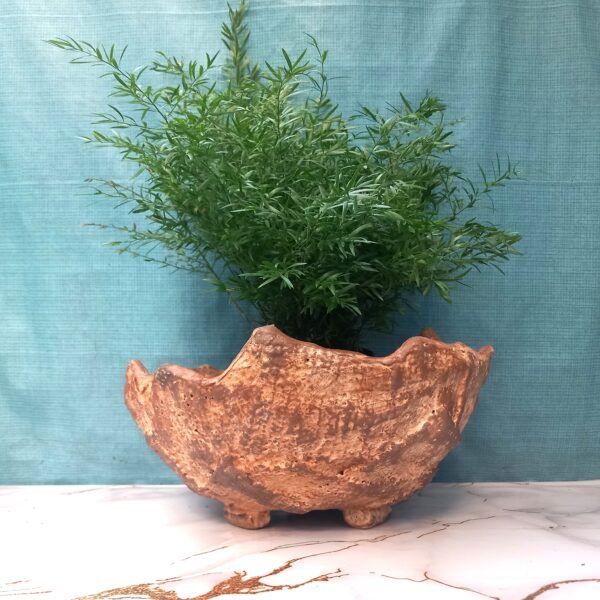 grand pot pour plante à caudex, cactus, succulente, Bonsaï – Image 11