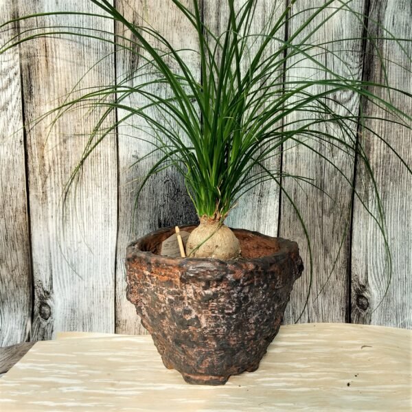 pot pour caudex, cactus, succulentes – Image 9