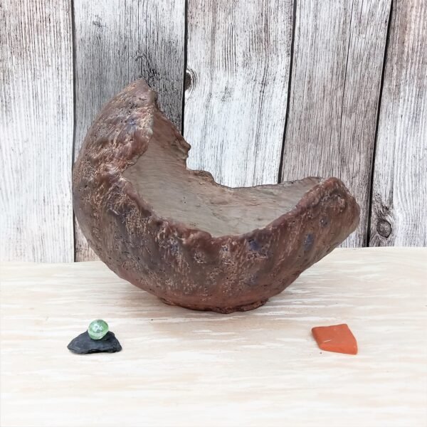 pot coquille pour succulentes, cactus, caudex