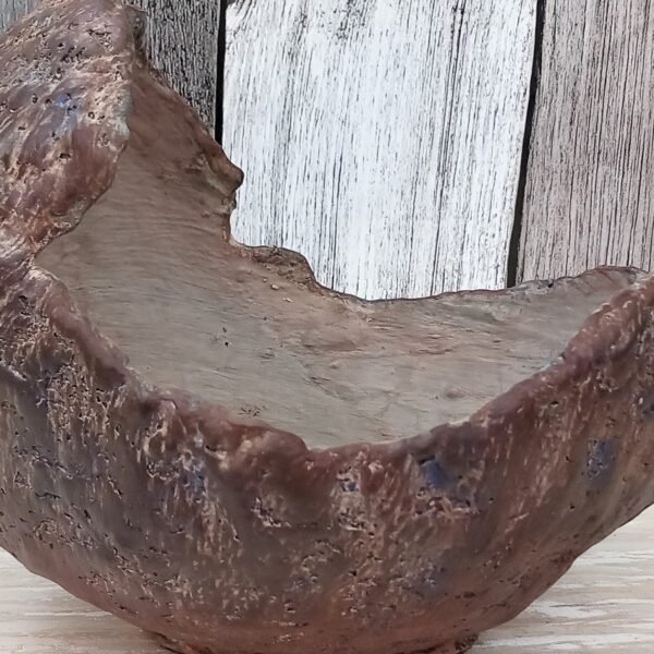 pot coquille pour succulentes, cactus, caudex – Image 10