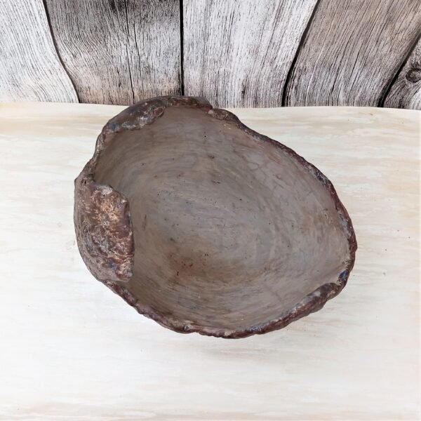 pot coquille pour succulentes, cactus, caudex – Image 5