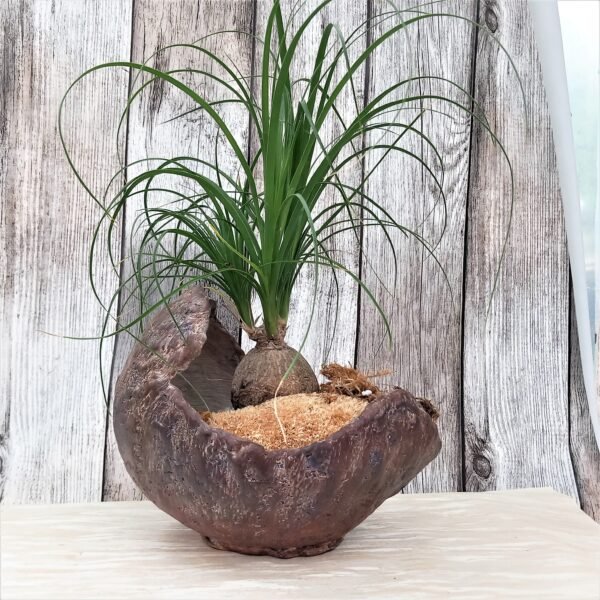 pot coquille pour succulentes, cactus, caudex – Image 2