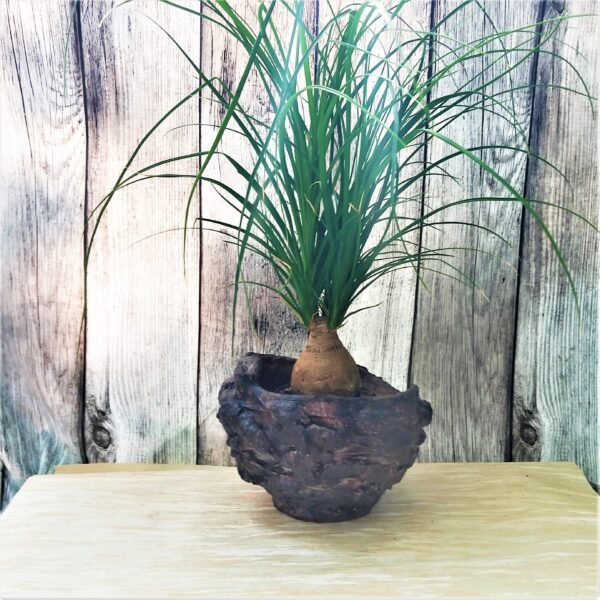 pot pour  plantes vertes , succulente, cactus, caudex – Image 11