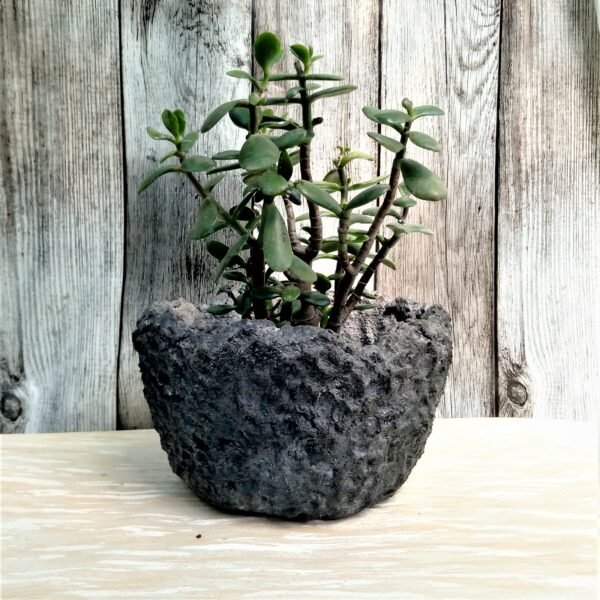 grand pot rond pour cactus, succulentes , plantes vertes ou caudex – Image 9