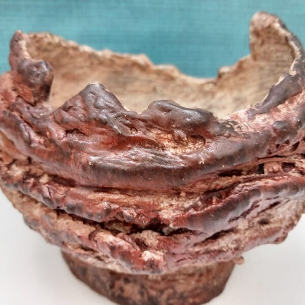 pot rond pour plante grasse et caudex – Image 11