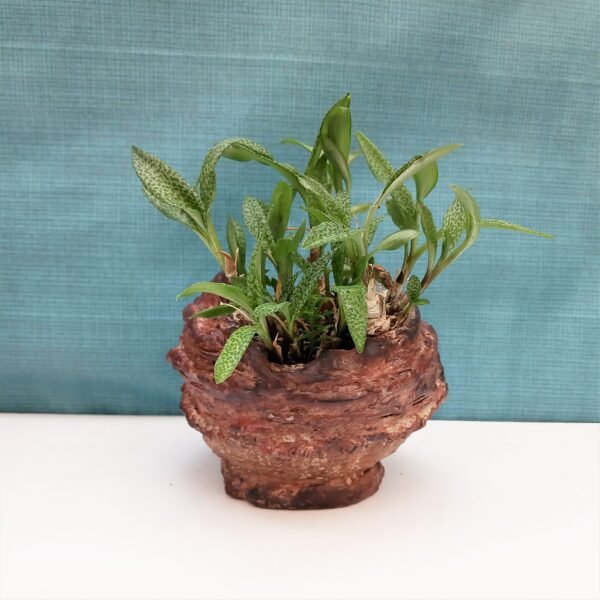 pot rond pour plante grasse et caudex – Image 5
