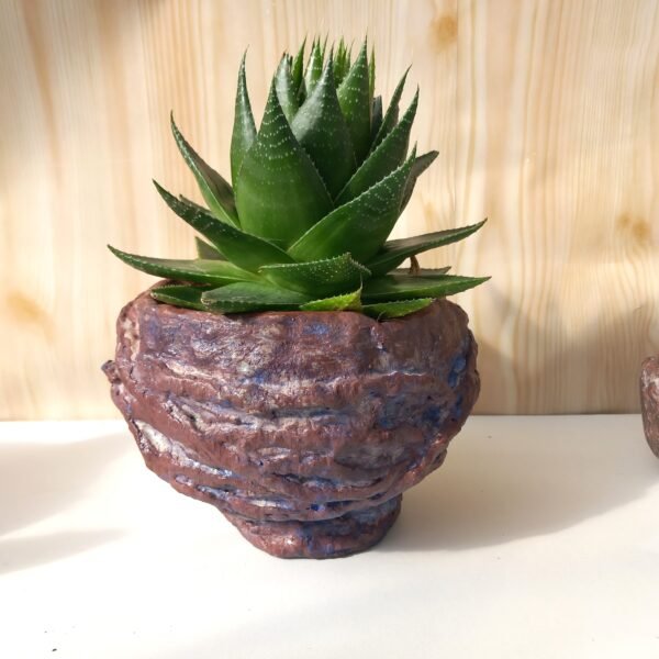 pot pour cactus, succulente, caudex – Image 10