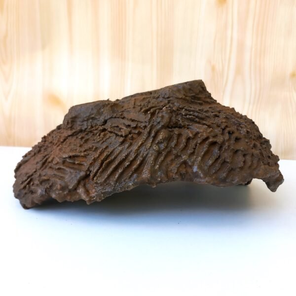 pot Bonsaï texturé – Image 8