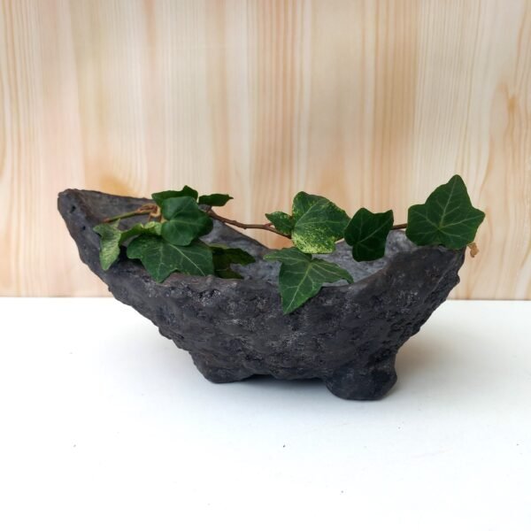 pot Bonsaï mame ou plante  caudex – Image 4