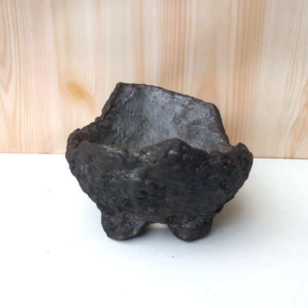 pot Bonsaï mame ou plante  caudex – Image 6