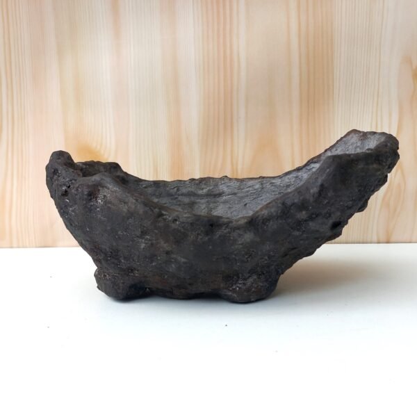 pot Bonsaï mame ou plante  caudex – Image 3