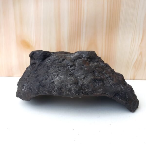 pot Bonsaï mame ou plante  caudex – Image 8