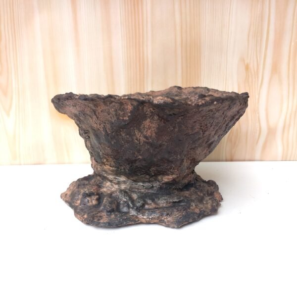 pot pour plante à caudex cactus succulente – Image 10