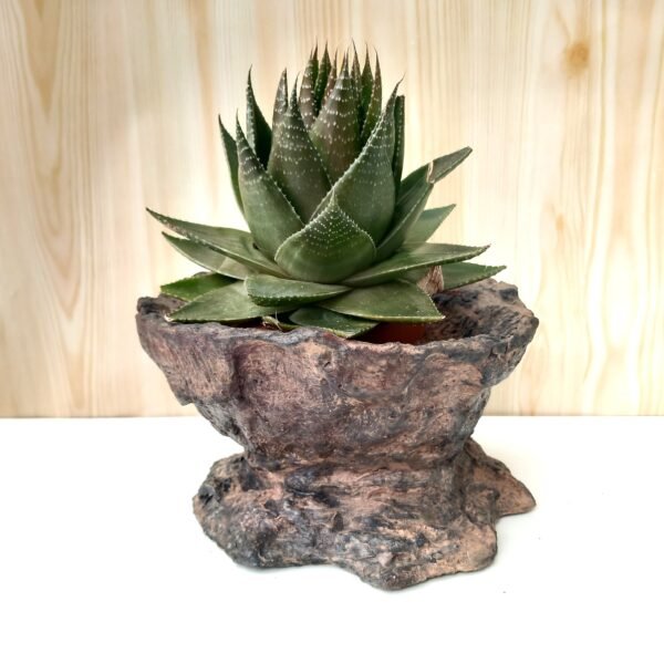 pot pour plante à caudex cactus succulente – Image 4