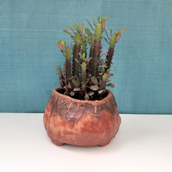 pot cactus succulente caudex – Image 11