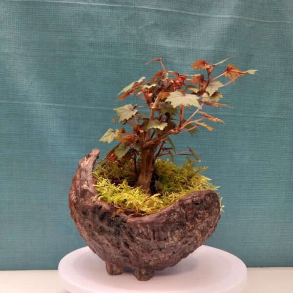 pot pour Cactus, pot pour succulente, pot pour Caudex – Image 2