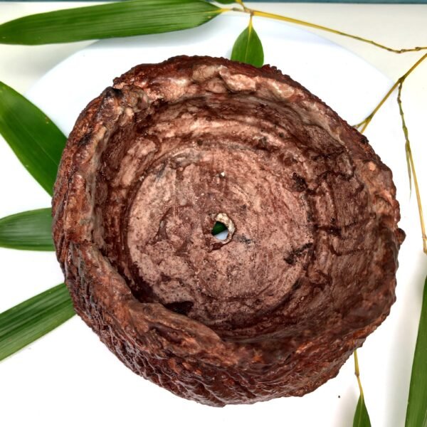 pot cactus, pot succulente, pot caudex – Image 11
