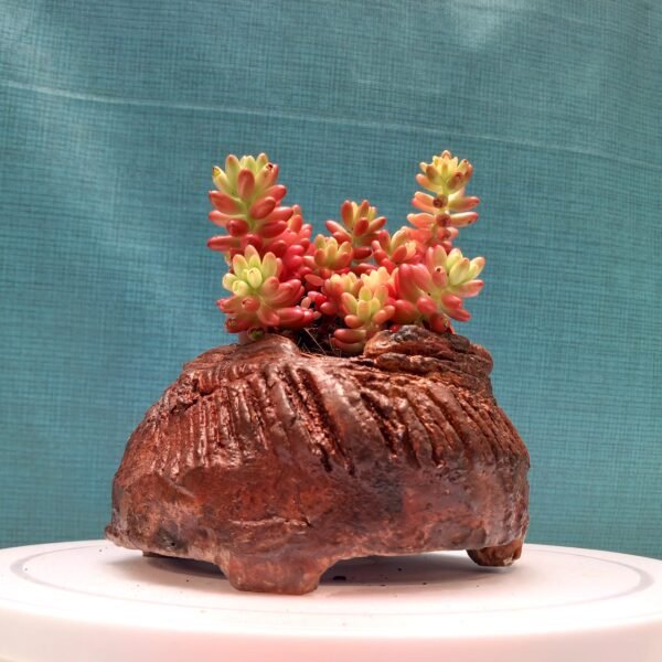 pot cactus, pot succulente, pot caudex