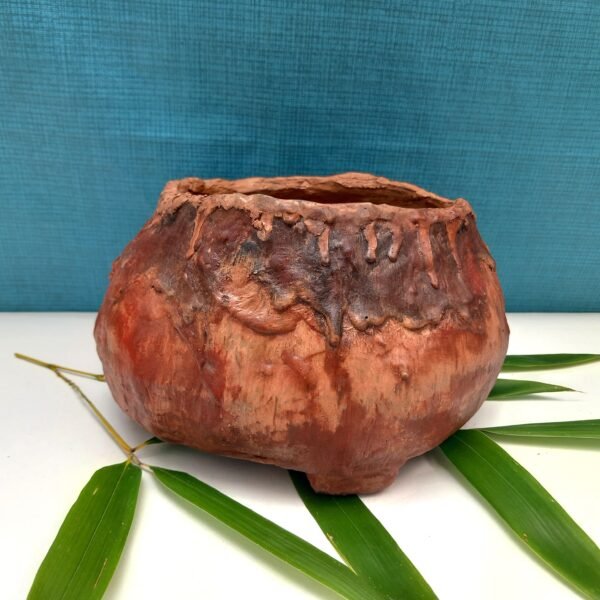 pot cactus succulente caudex – Image 5