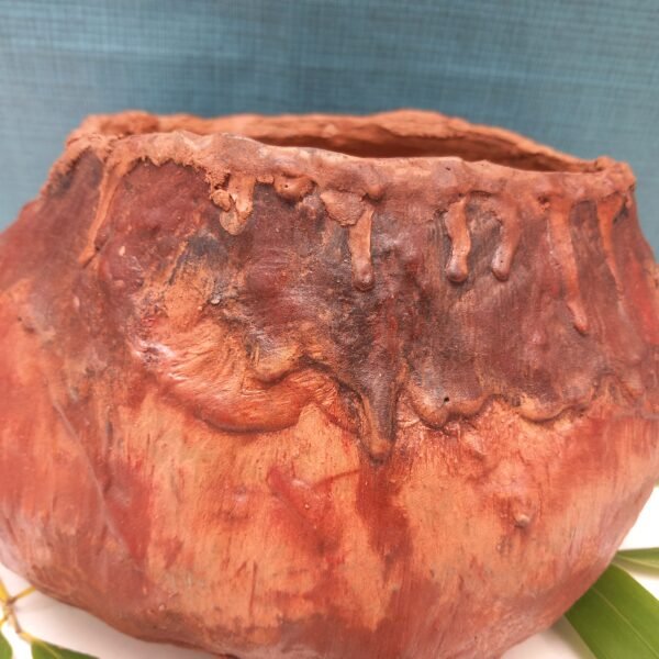 pot cactus succulente caudex – Image 7