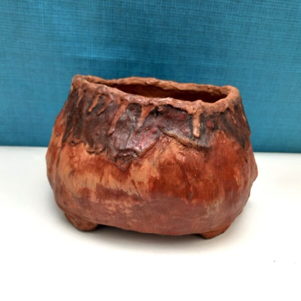 pot cactus succulente caudex – Image 3