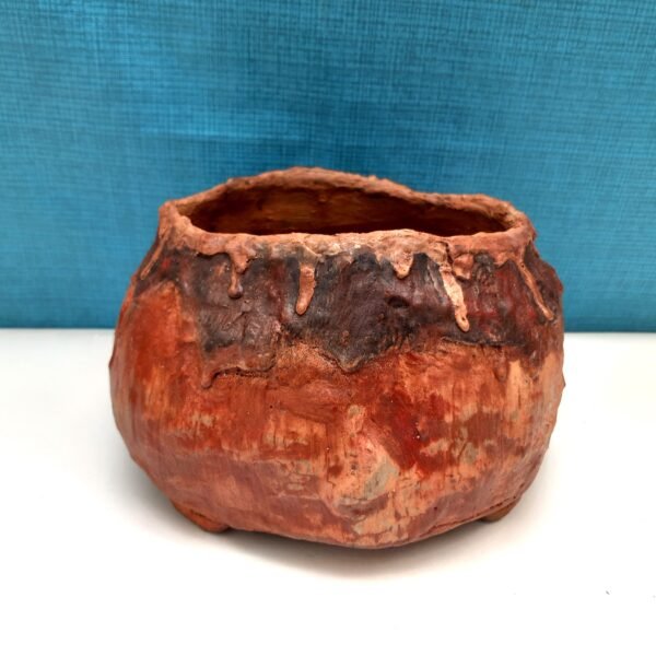 pot cactus succulente caudex – Image 2