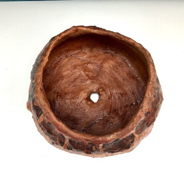 pot cactus succulente caudex – Image 10
