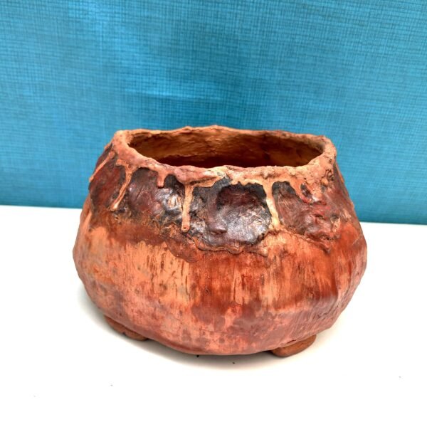 pot cactus succulente caudex