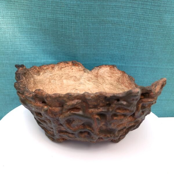 pot bas pour cactus succulente ou caudex – Image 4