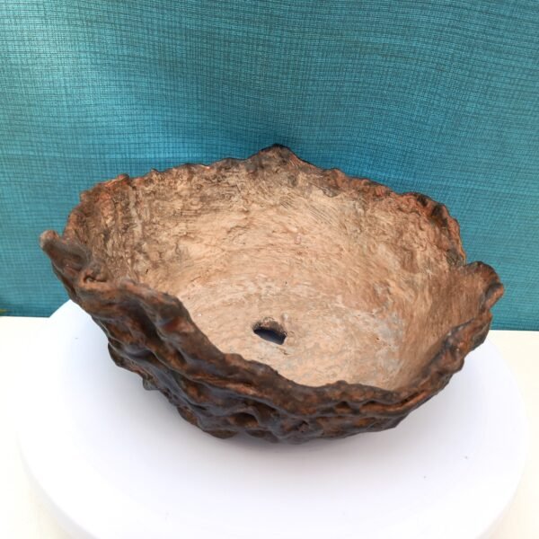 pot bas pour cactus succulente ou caudex – Image 7