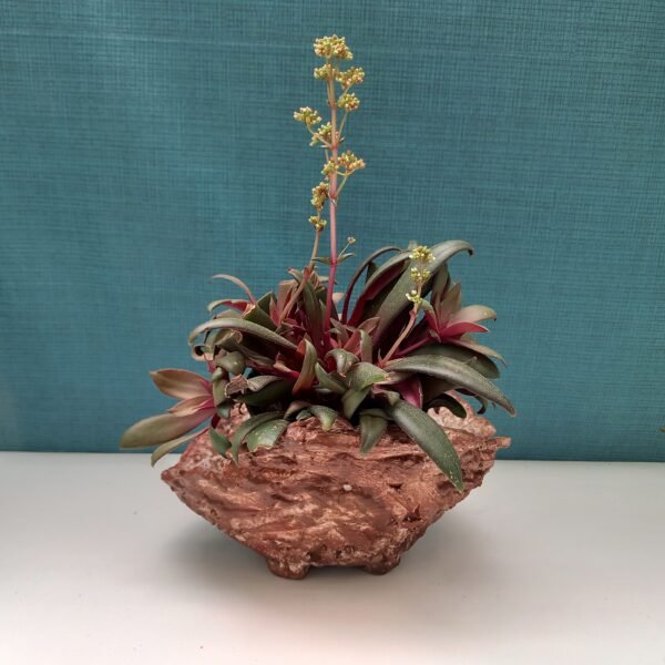 pot succulente, pot plante grasse, pot cactus pot caudex – Image 2