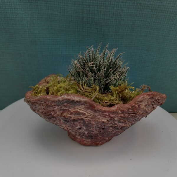 pot à plante grasse, pot à cactus, pot à succulente, pot à caudex – Image 5