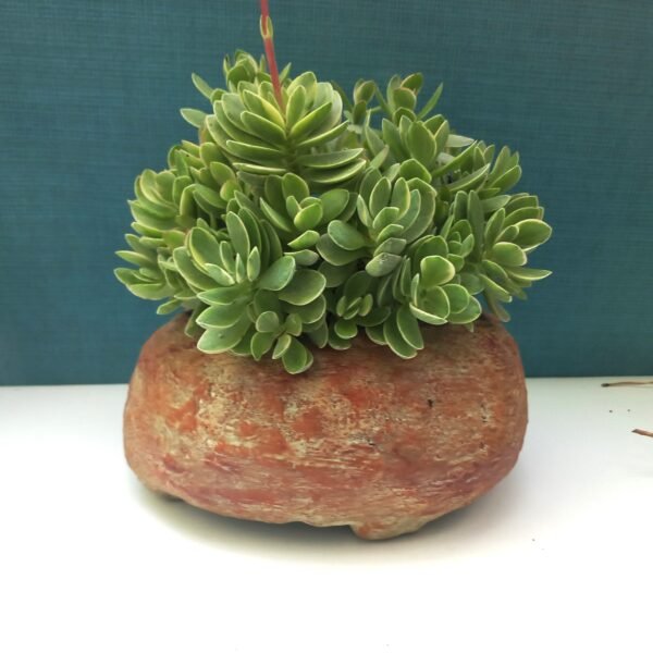 pot à cactus, pot à succulentes, pot pour  caudex