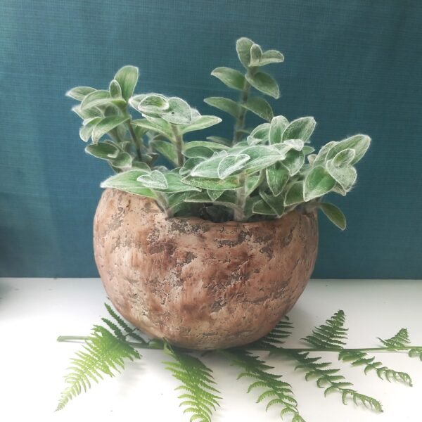 grand cache -pot boule