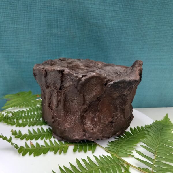 pot cactus  aspect gré – Image 11