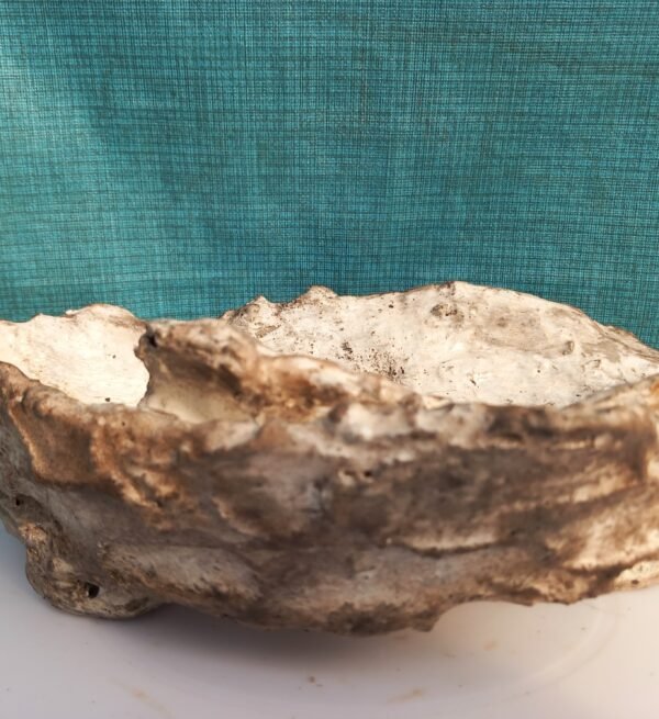 pot Bonsaï ovale aspect pierre – Image 6