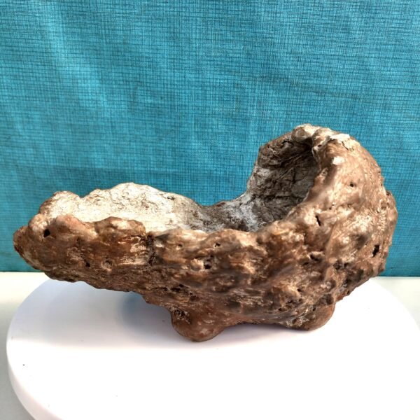 Pot Bonsaï coquille aspect kurama – Image 4