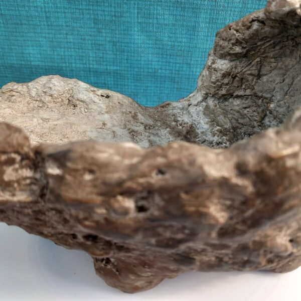 Pot Bonsaï coquille aspect kurama – Image 11