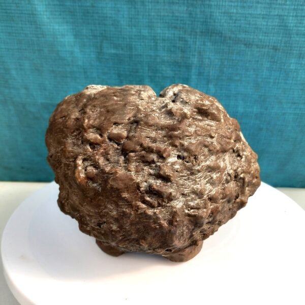 Pot Bonsaï coquille aspect kurama – Image 10