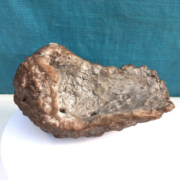 Pot Bonsaï coquille aspect kurama – Image 2