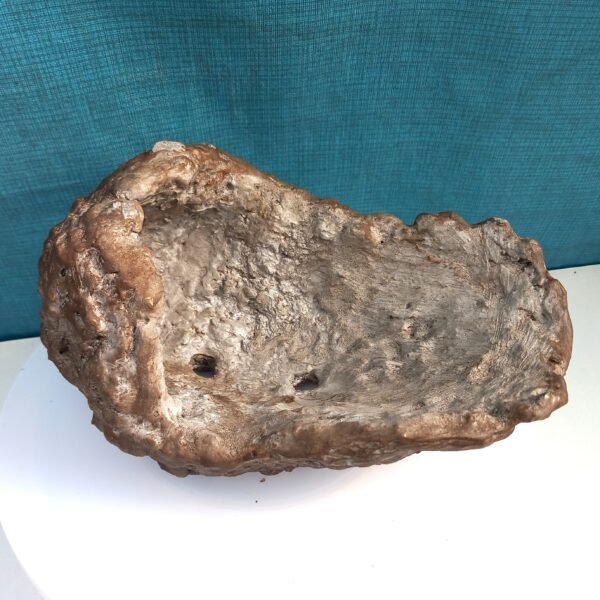 Pot Bonsaï coquille aspect kurama – Image 5