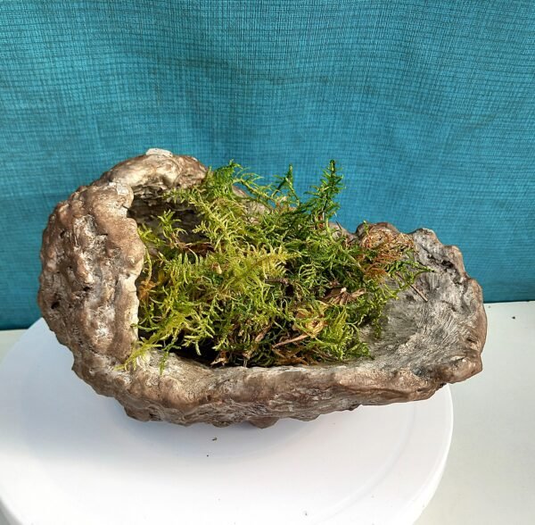 Pot Bonsaï coquille aspect kurama – Image 3