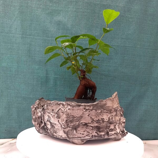 pot pour Bonsaï aspect gris pierre – Image 10