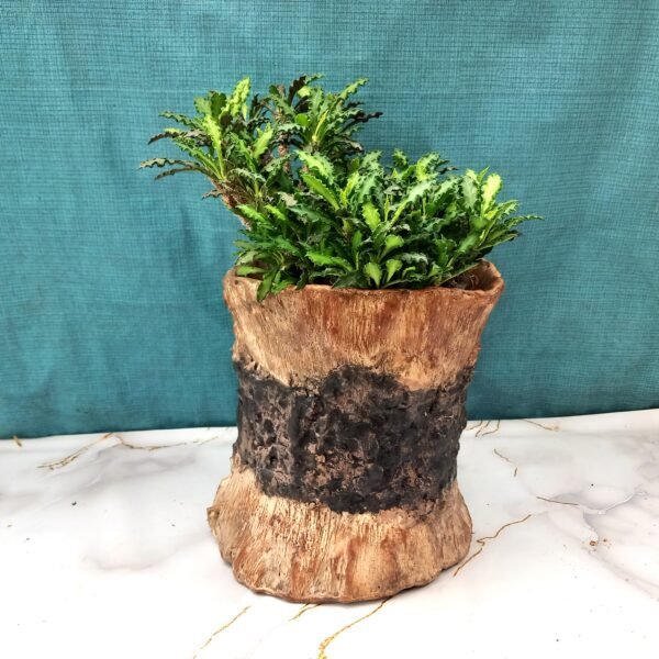 grand pot pour plante verte ou grasse – Image 9