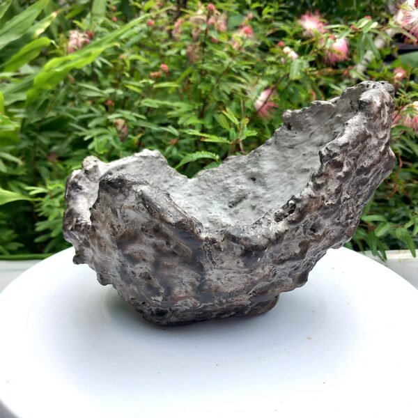 Pot Bonsai ou succulentes forme coquille – Image 3