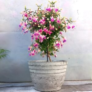 Pot rond pour le jardin  gris percé